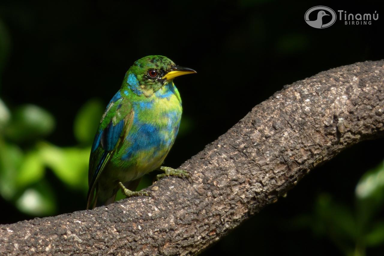Tinamu Birding Ξενοδοχείο La Manuelita Εξωτερικό φωτογραφία