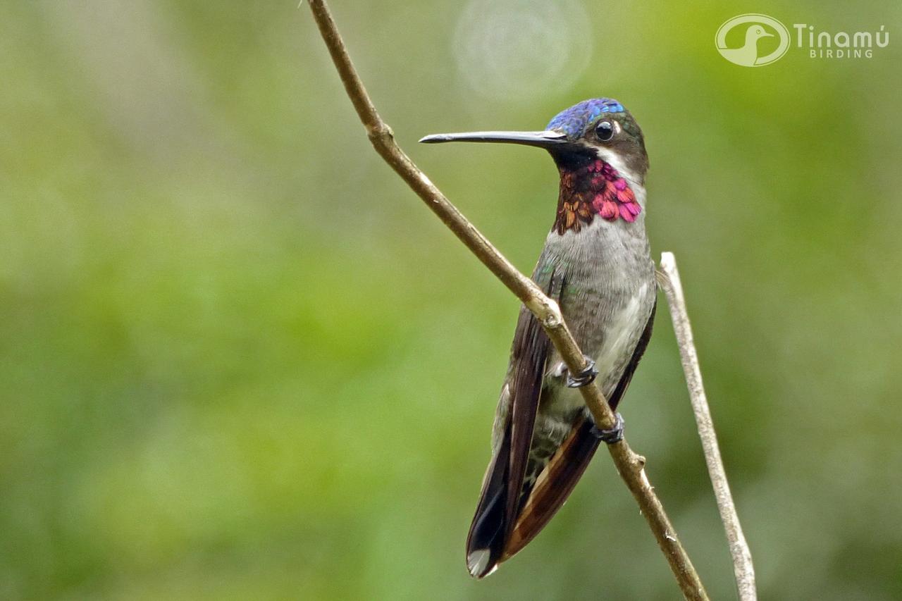 Tinamu Birding Ξενοδοχείο La Manuelita Εξωτερικό φωτογραφία