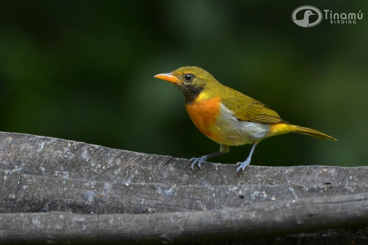 Tinamu Birding Ξενοδοχείο La Manuelita Εξωτερικό φωτογραφία