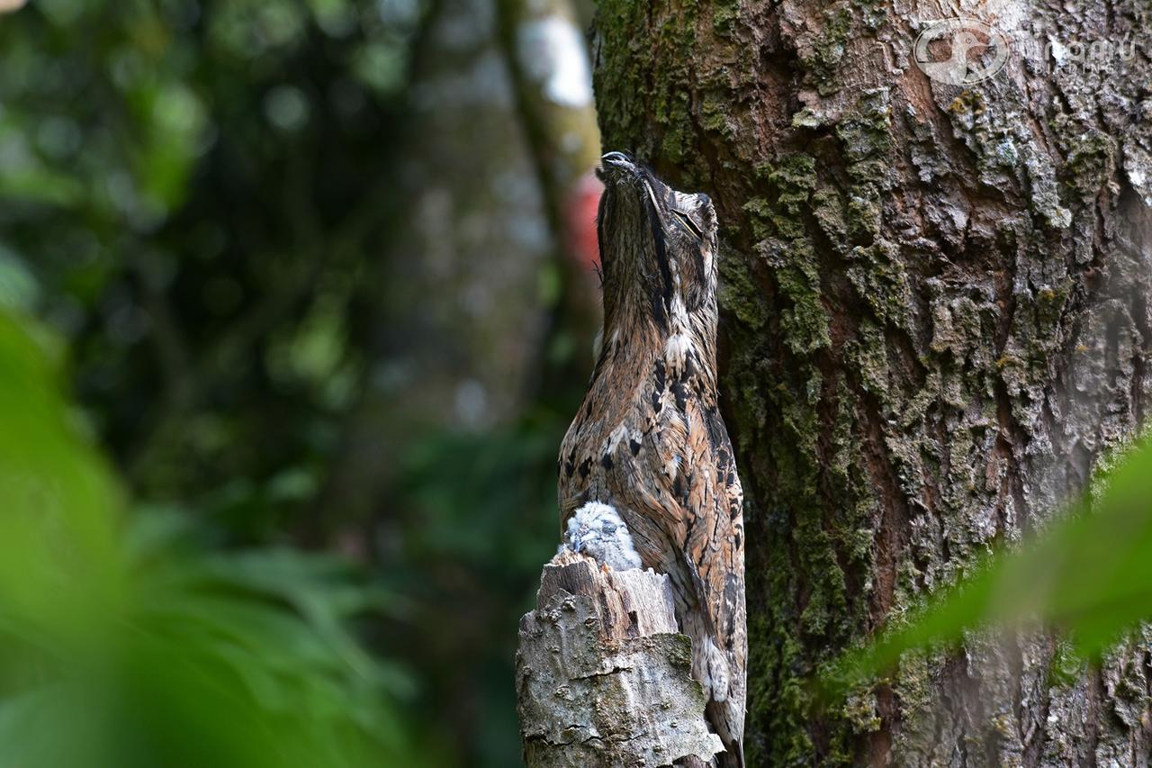 Tinamu Birding Ξενοδοχείο La Manuelita Εξωτερικό φωτογραφία