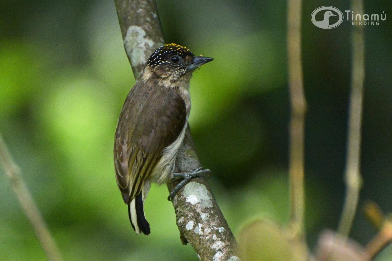 Tinamu Birding Ξενοδοχείο La Manuelita Εξωτερικό φωτογραφία