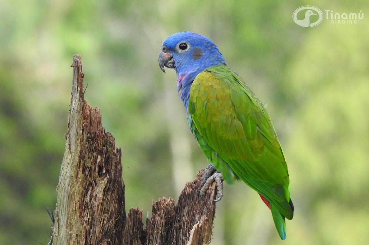 Tinamu Birding Ξενοδοχείο La Manuelita Εξωτερικό φωτογραφία